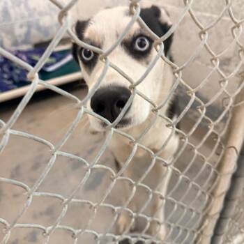 Husky and German Shepherd Dog Dogs Available for Adoption in Indianapolis, Indiana - Lilly | PetCurious