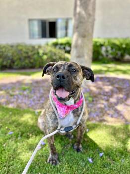 Ginny -  Boxer Dog for Adoption in Santa Monica, California - Ginny | PetCurious