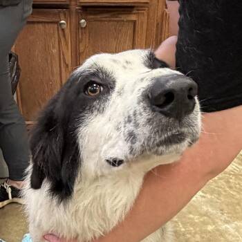 Tofu -  Shepherd and Mixed Breed Dog for Adoption in West Point, Mississippi - Tofu | PetCurious