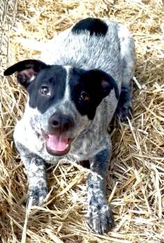 Bink 200 adoption fee -  Australian Cattle Dog Blue Heeler Dog for Adoption in Atlanta, Texas - Bink 200 Adoption Fee | PetCurious