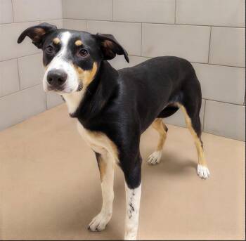 Sasha -  Mixed Breed Dog for Adoption in Nashville, Tennessee - Sasha | PetCurious