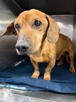 Bear -  Dachshund and Chihuahua Dog for Adoption in El Paso, Texas - Bear | PetCurious