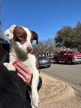 Chihuahua Dogs Available for Adoption - SPONSOR ME - Teagan | PetCurious