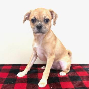 Taco -  Pug and Australian Cattle Dog Blue Heeler Dog for Adoption in Greensburg, Pennsylvania - Taco | PetCurious
