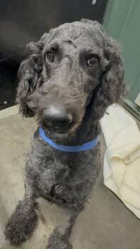 The Addams Family : Gomez -  Goldendoodle Dog for Adoption in Osgood, Indiana - The Addams Family : Gomez | PetCurious