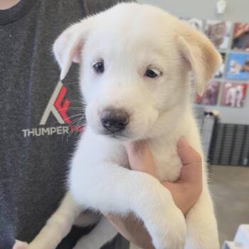 Beth -  Shepherd and Mixed Breed Dog for Adoption in Marshall, Texas - Beth | PetCurious