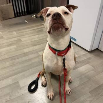 Pit Bull Terrier Dogs Available for Adoption in Oakland, California - Aloha | PetCurious