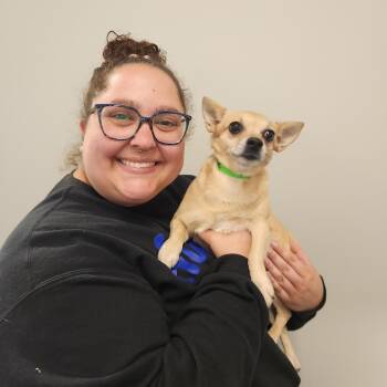 Mouse -  Chihuahua Dog for Adoption in Fort Wayne, Indiana - Mouse | PetCurious