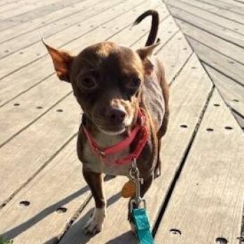 Chihuahua Dogs Available for Adoption - Brownie | PetCurious