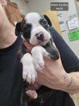 Pit Bull Terrier and Mixed Breed Dogs Available for Adoption - Moon Cactus (Tiny 10 2026)  MALE | PetCurious
