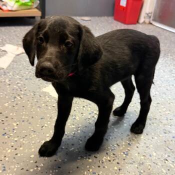 General Tso -  Hound and Labrador Retriever Dog for Adoption in Tuscaloosa, Alabama - General Tso | PetCurious
