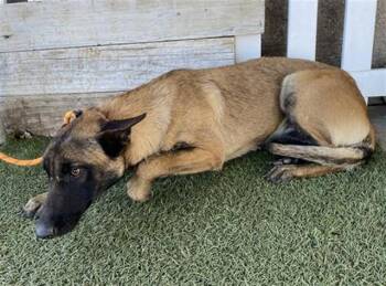 Belgian Shepherd Malinois Dogs Available for Adoption in Modesto, California - A609168 | PetCurious
