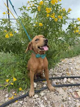 Rescue Coonhound Dogs for Adoption in Harlingen, Texas - Mimi | PetCurious