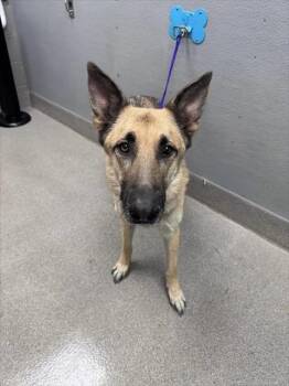 CHURRO -  German Shepherd Dog Dog for Adoption in Las Vegas, Nevada - CHURRO | PetCurious