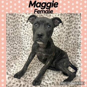 Maggie -  Plott Hound Dog for Adoption in Manchester, Connecticut - Maggie | PetCurious