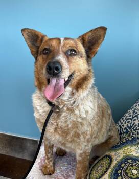 Cattle Dog Dogs Available for Adoption in Lincoln, Nebraska - Rosie | PetCurious
