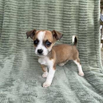 Dachshund and Terrier Dogs Available for Adoption in Carencro, Louisiana - Clutch | PetCurious