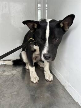 Border Collie and Mixed Breed Dogs Available for Adoption in Stockton, California - ZEKE | PetCurious
