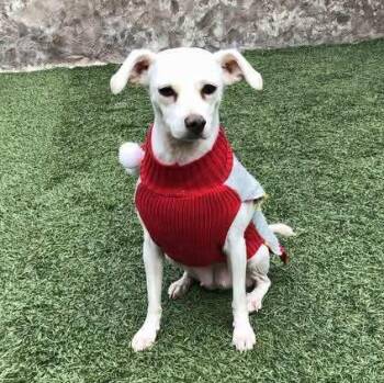 Rescue Chihuahua and Terrier Dogs for Adoption in San Diego, California - Maddy | PetCurious