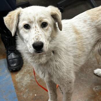 Mixed Breed Dogs Available for Adoption in Memphis, Tennessee - Denali | PetCurious