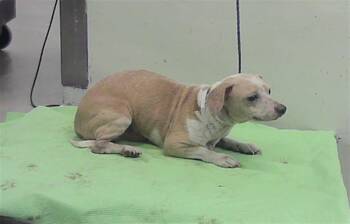 PETE -  Chihuahua and Mixed Breed Dog for Adoption in Houston, Texas - PETE | PetCurious