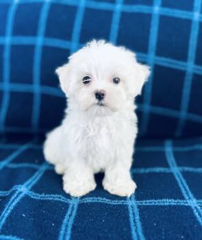 Branch -  Maltese Dog for Sale in Bell, Florida - Branch | PetCurious