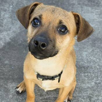 Kernel, Happy Puppy Boy -  Dachshund and Chihuahua Dog for Adoption in Meriden, Connecticut - Kernel, Happy Puppy Boy | PetCurious