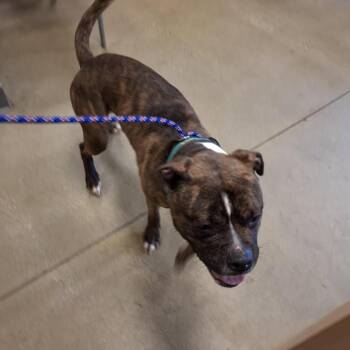 Orang -  Boxer Dog for Adoption in Baltimore, Maryland - Orang | PetCurious