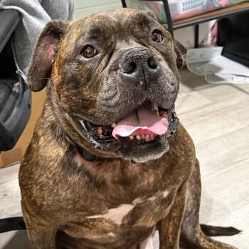 American Bulldog and Bullmastiff Dogs Available for Adoption - Kane | PetCurious