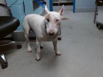 Bull Terrier and Mixed Breed Dogs Available for Adoption in Albuquerque, New Mexico - PRIMO | PetCurious