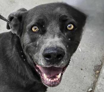 Rescue Labrador Retriever Dogs for Adoption in San Luis, Colorado - Luna | PetCurious