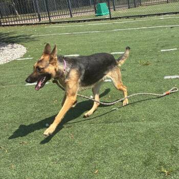 Alyssa -  Mixed Breed Dog for Adoption in Memphis, Tennessee - Alyssa | PetCurious