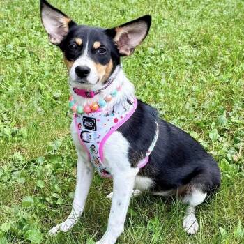 Celine -  Rat Terrier and Jack Russell Terrier Dog for Adoption in Farmington, Minnesota - Celine | PetCurious