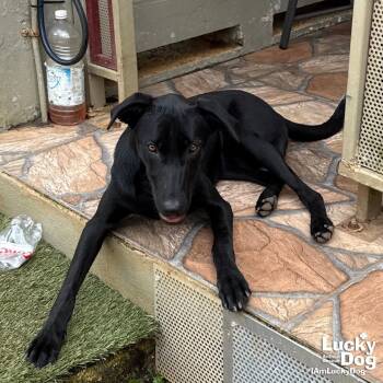 Rescue Labrador Retriever Dogs for Adoption in Washington, District Of Columbia - Gracie | PetCurious
