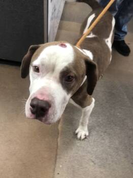 Rescue Mixed Breed Dogs for Adoption in West Chester, Pennsylvania - Boogie | PetCurious