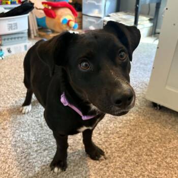 Shorty -  Mixed Breed Dog for Adoption in Overland Park, Kansas - Shorty | PetCurious