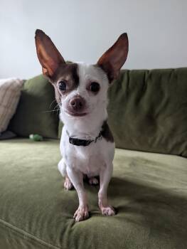 Coco -  Chihuahua and Mixed Breed Dog for Adoption in Worcester, Massachusetts - Coco | PetCurious