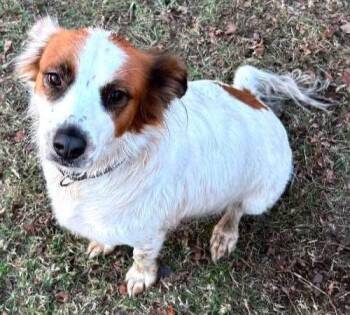 Brittany Spaniel Dogs Available for Adoption in Alexander, Arkansas - Penny | PetCurious