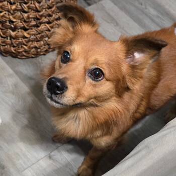 Rescue Dachshund and Mixed Breed Dogs for Adoption in Brainerd, Minnesota - Clifford | PetCurious