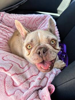 Blondie Mae -  French Bulldog Dog for Adoption in Claremont, California - Blondie Mae | PetCurious