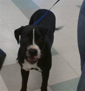 A479792 -  Boxer Dog for Adoption in Oklahoma City, Oklahoma - A479792 | PetCurious