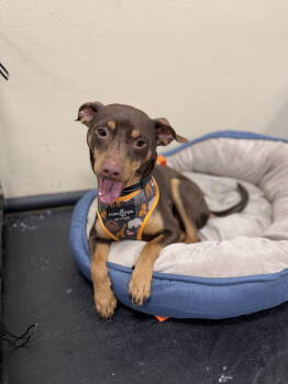 Rescue Miniature Pinscher Dogs for Adoption in Ocean Township, New Jersey - Prince - Loyal Royal | PetCurious