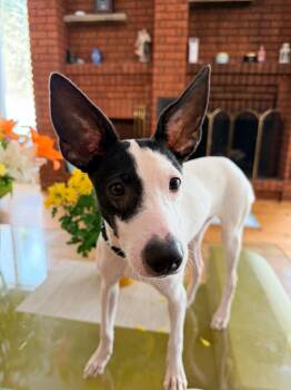 Mixed Breed Dogs Available for Adoption in Toronto, Ontario - Bonita | PetCurious