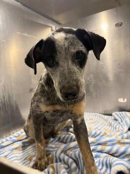 PERCH -  Australian Cattle Dog Blue Heeler Dog for Adoption in San Antonio, Texas - PERCH | PetCurious