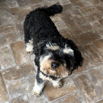 Cavapoo Dogs Available for Adoption - River | PetCurious