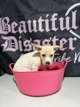 Mixed Breed Dogs Available for Adoption in Wyoming, Michigan - Pie | PetCurious