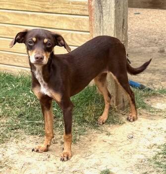 Rescue Miniature Pinscher and Chihuahua Dogs for Adoption in Horn Lake, Mississippi - Melody | PetCurious