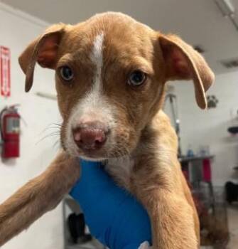 Mixed Breed Dogs Available for Adoption in West Chester, Pennsylvania - Tater Tot | PetCurious