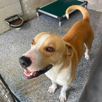 Bruin -  Pit Bull Terrier Dog for Adoption in Beaumont, Texas - Bruin | PetCurious