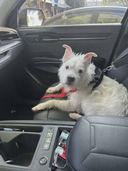 Terrier Dogs Available for Adoption in Hillsborough, North Carolina - Shaggy | PetCurious